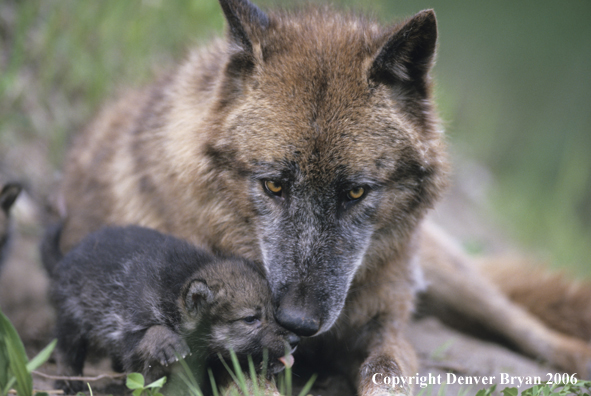 Gray wolf pup with adult wolf.