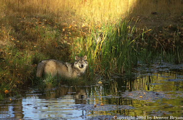 Gray wolf in pond.