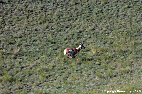 Pronghorned Antelope running in habitat