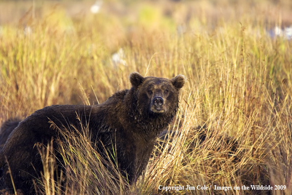 Brown bear in habitat