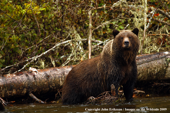 Brown/Grizzly Bear in habitat