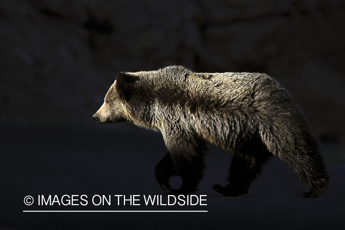 Grizzly Bear in habitat.