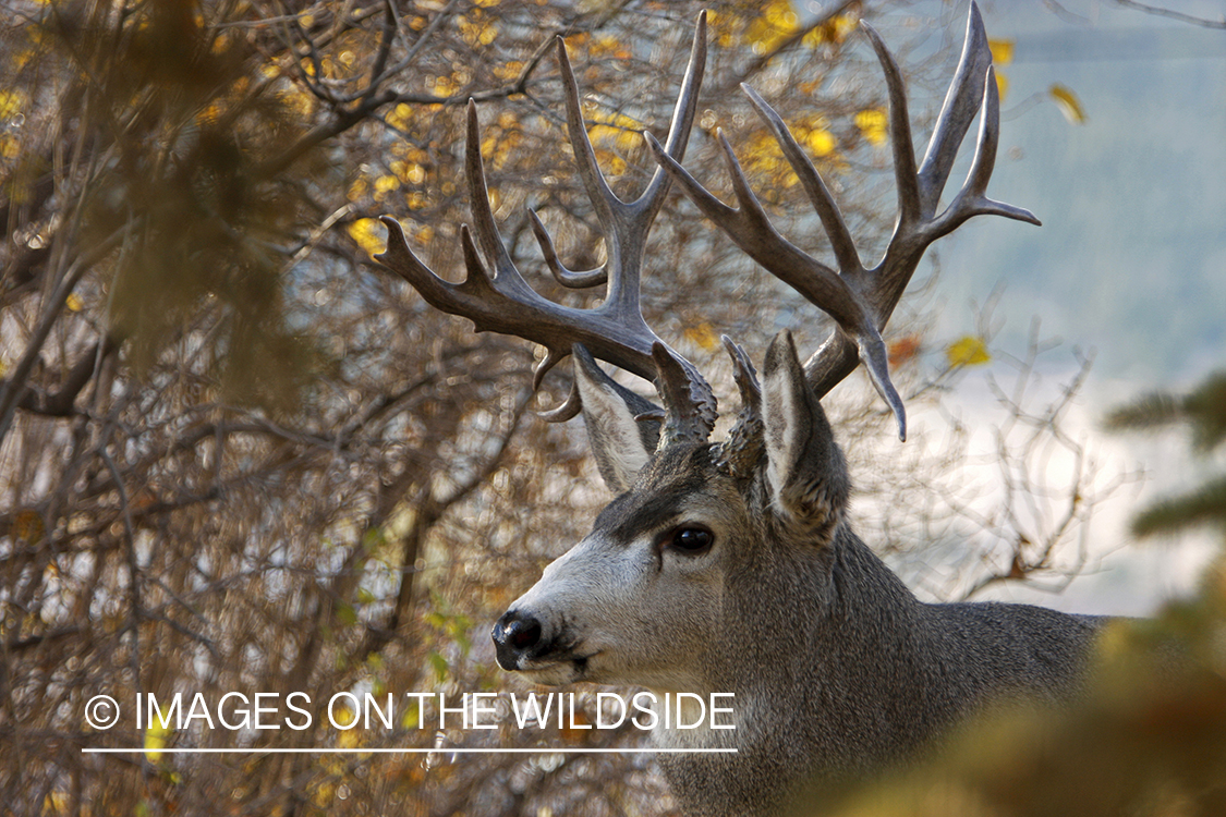 Mule deer 