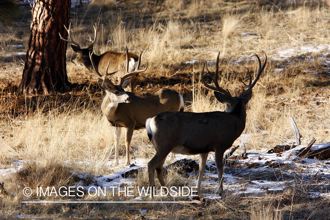 Mule deer 