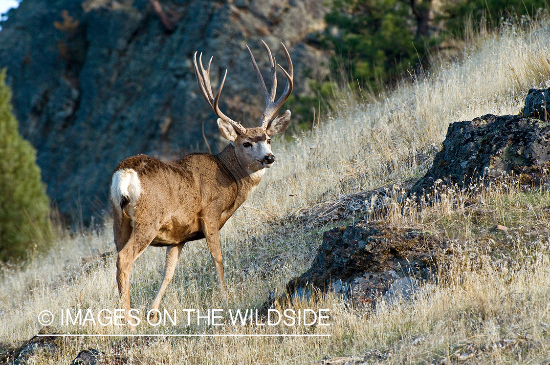 Mule Buck in Field 