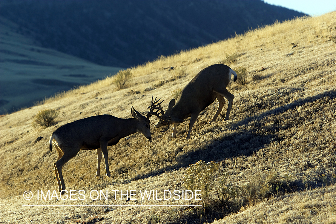 Mule Deer Bucks in habitat fighting