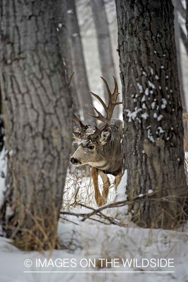 Mule deer in the Rut.