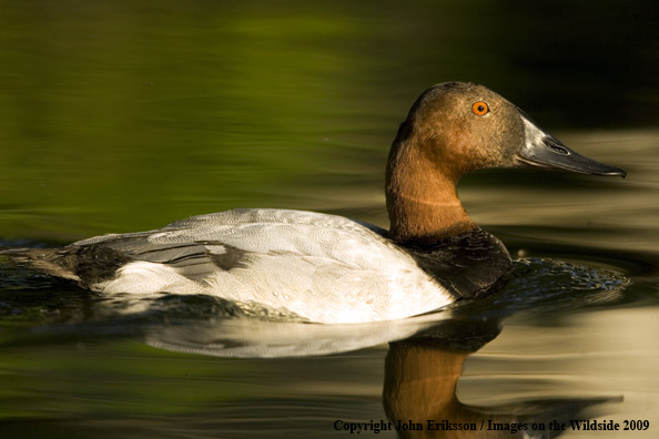 Canvasback drake in habitat
