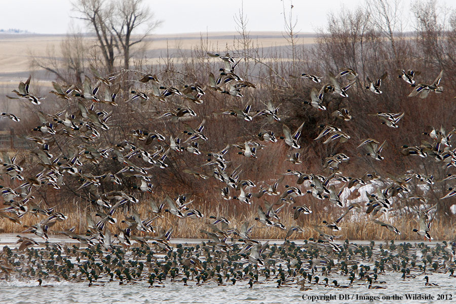 Large flock of Mallards in habitat.
