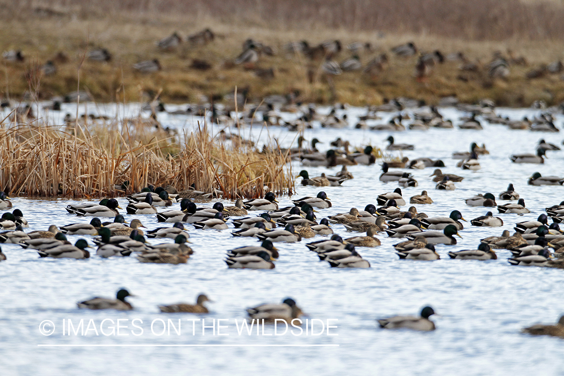 Flock of Mallards in winter habitat.