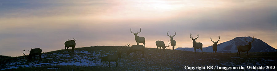 Rocky Moutain Elk in habitat.