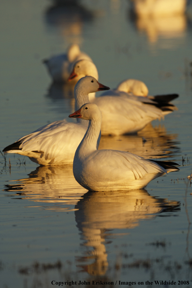 Snow geese in habitat