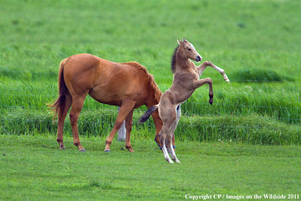 Quarter Horse with foal in field. 