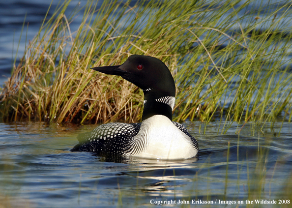 Common Loon