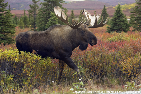 Alaskan Moose in Habitat