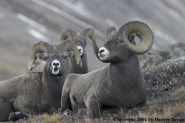 Herd of Rocky Mountain bighorn sheep (rams).