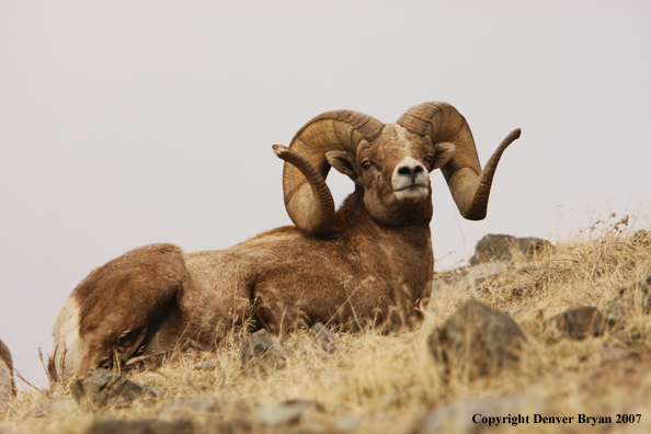 Rocky Mountain Big Horn Sheep