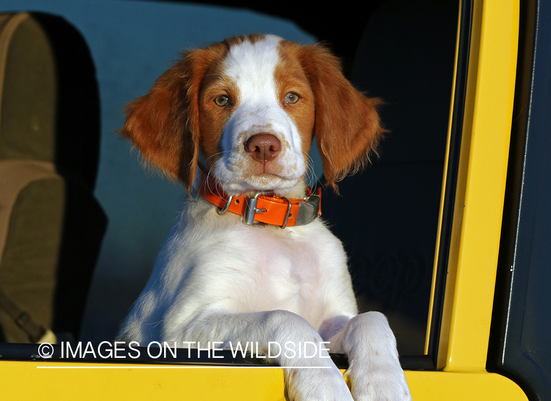 Brittany Spaniel puppy in yellow Jeep.