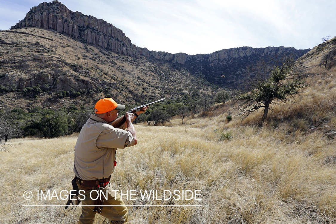Hunter shooting at desert quail.