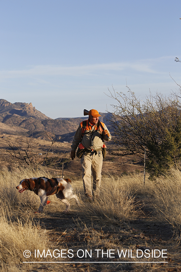 Mearns quail hunting with Brittany Spaniel.