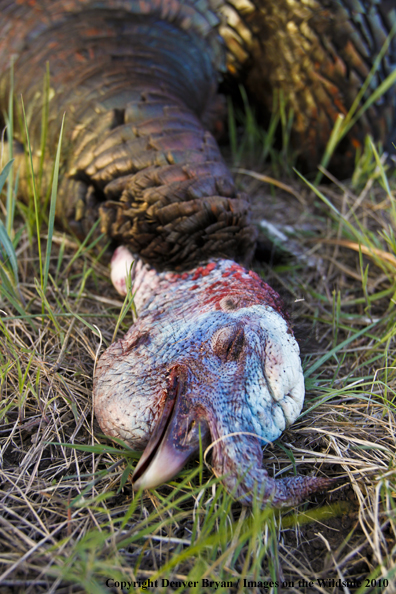 Bagged (Merriam's) Turkey