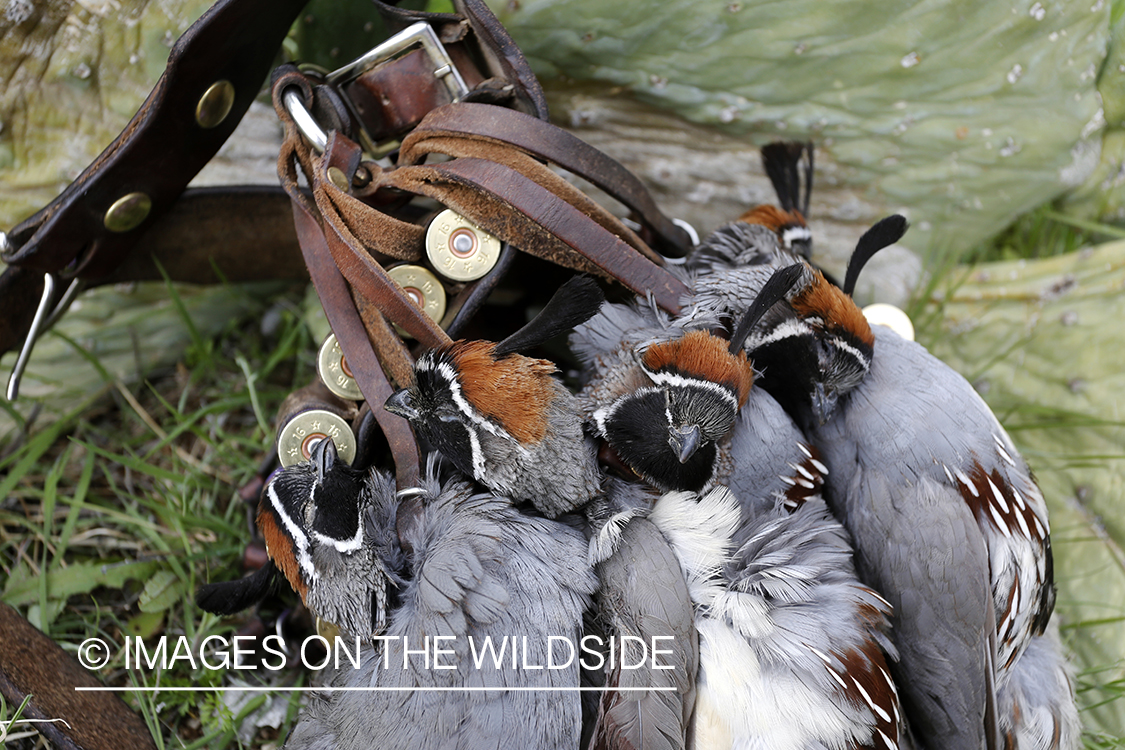 Bagged Gambel's Quails on cactus in Arizona.