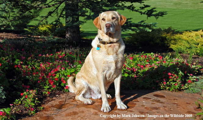 Yellow Labrador Retriever in field