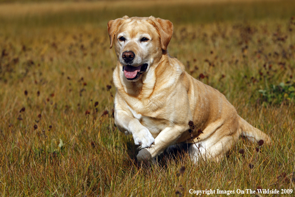 Yellow Labrador Retriever