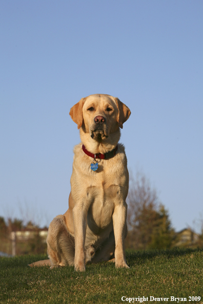 Yellow Labrador Retriever in yard