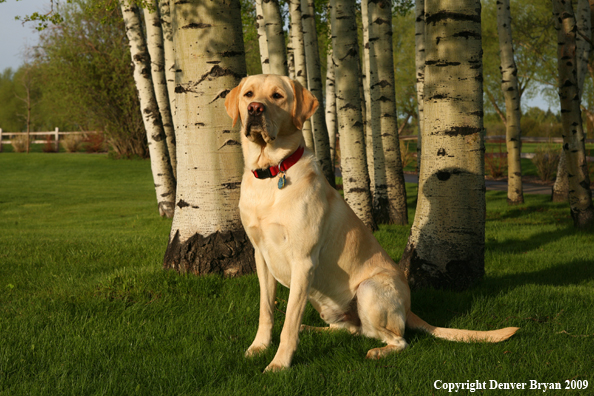 Yellow Labrador Retriever in yard