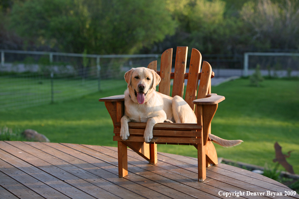 Yellow Labrador Retriever in chair