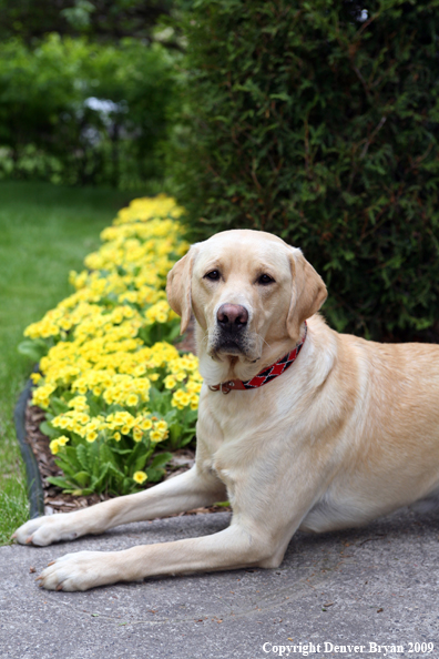 Yellow Labrador Retriever by flowers