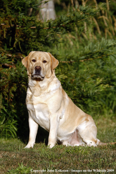 Yellow Labrador Retriever in field