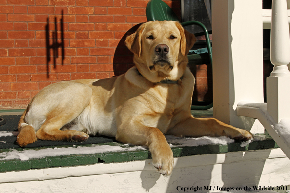 Yellow Labrador Retriever 