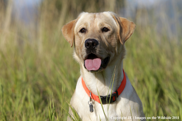Yellow Labrador Retriever.