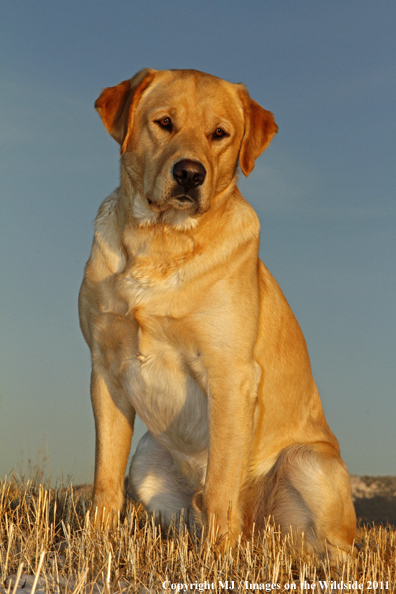 Yellow Labrador Retriever.