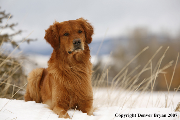 Golden Retriever in the snow.