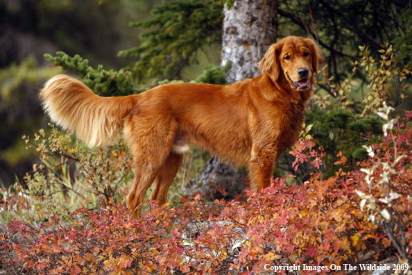Golden Retriever