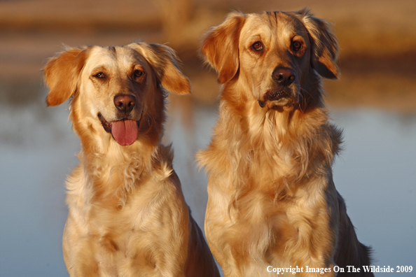 Golden Retrievers