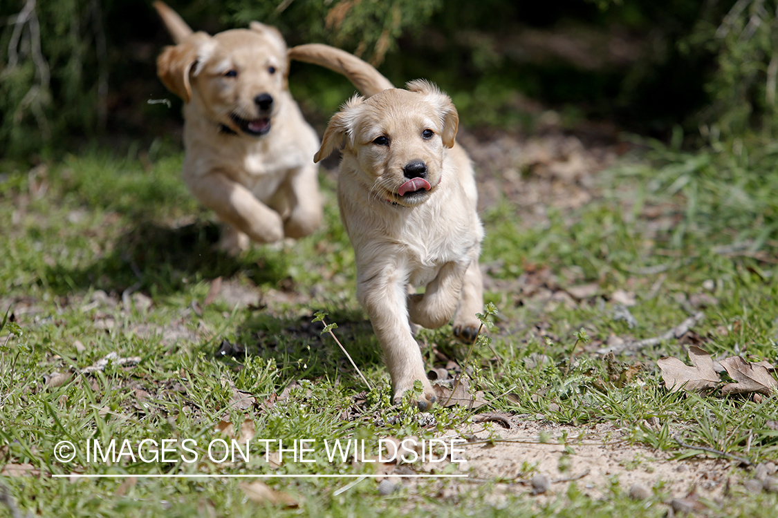 Golden Retriever Puppies