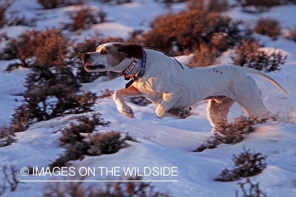 English pointer in field.