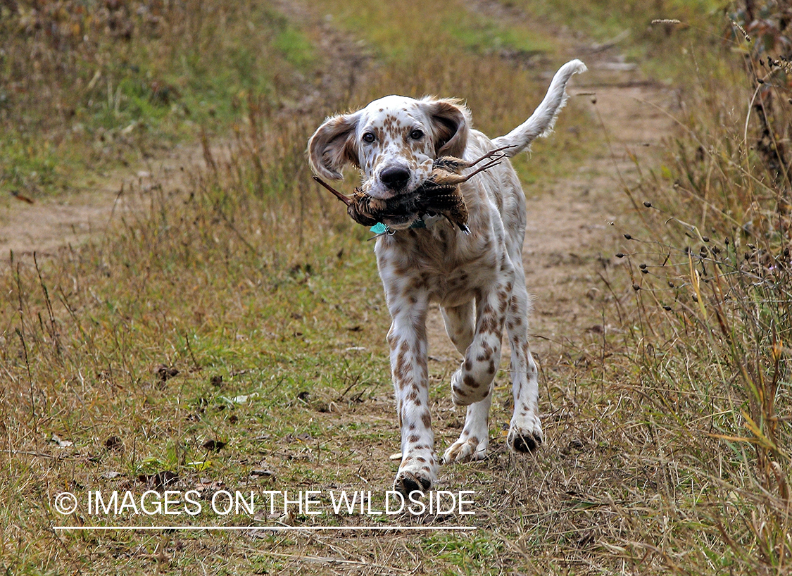 Young English Setter with woodcock.