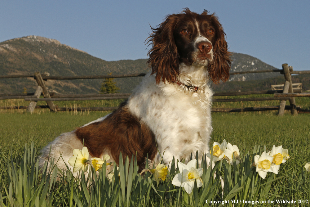 Springer Spaniel in yard.