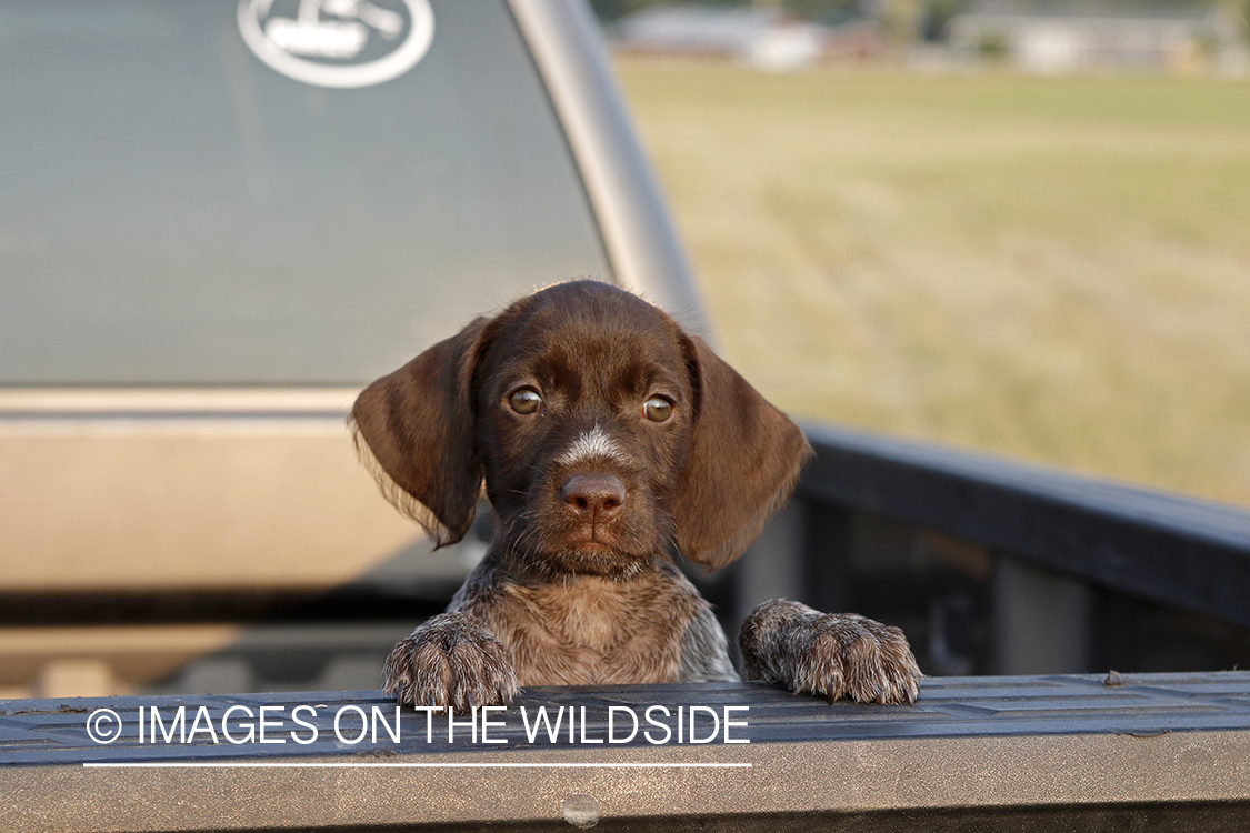 German Wirehair Pointer puppy in bed of pickup.