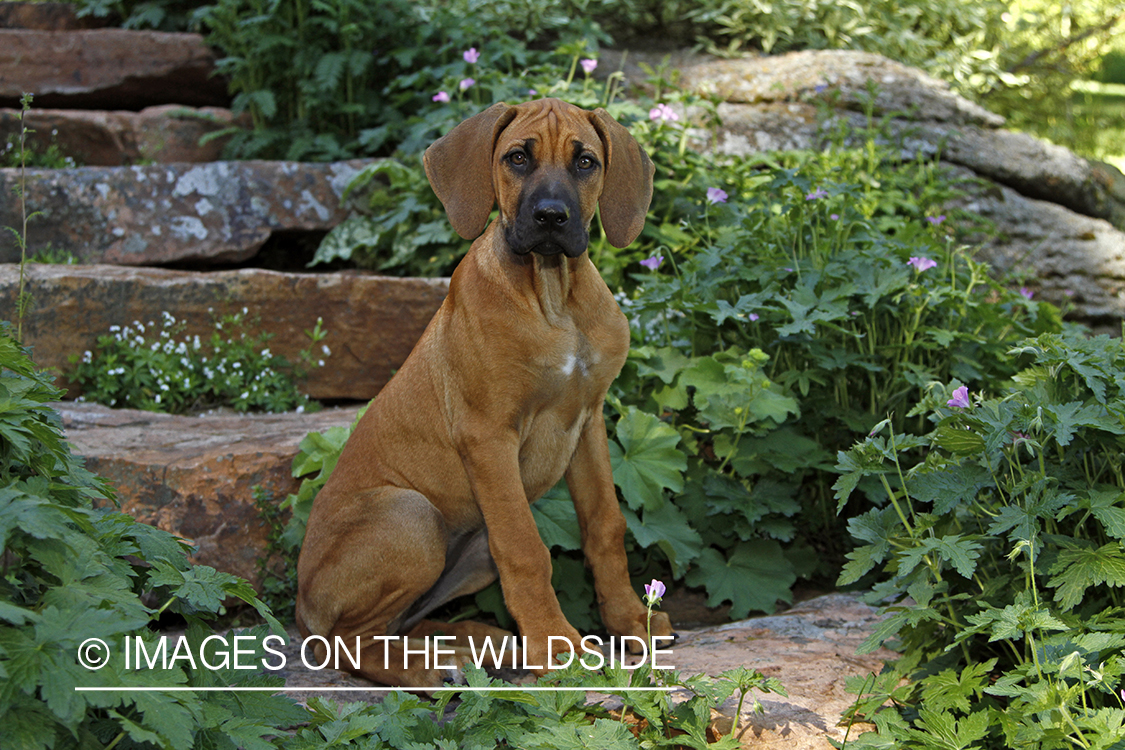 Rhodesian Ridgeback Puppy