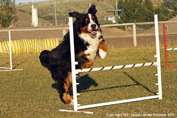 Bernese Mountain Dog running agility course. 