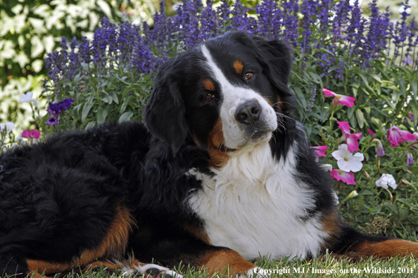 Bernese Mountain Dog.