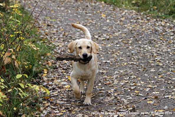 Yellow Labrador Retriever Puppy