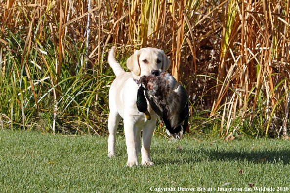 Yellow Labrador Retriever Puppy with duck.  