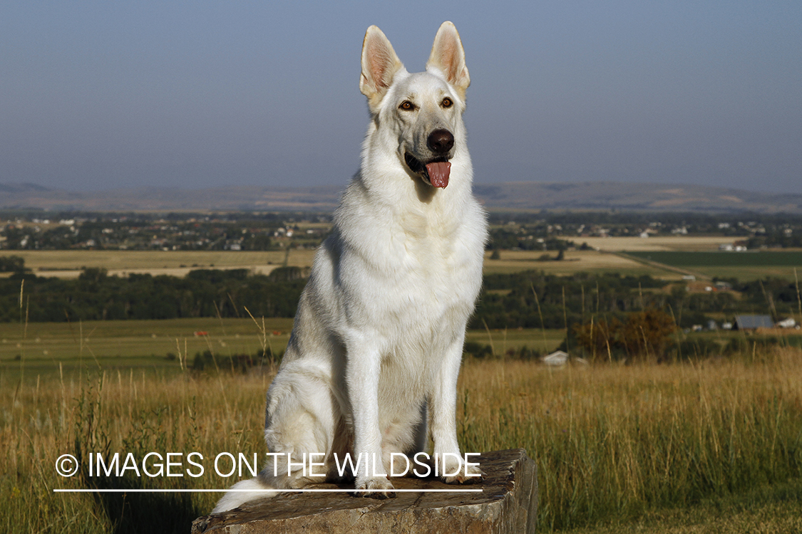 White German Shepherd
